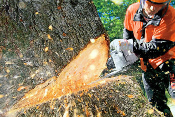 Tree Felling and Removal